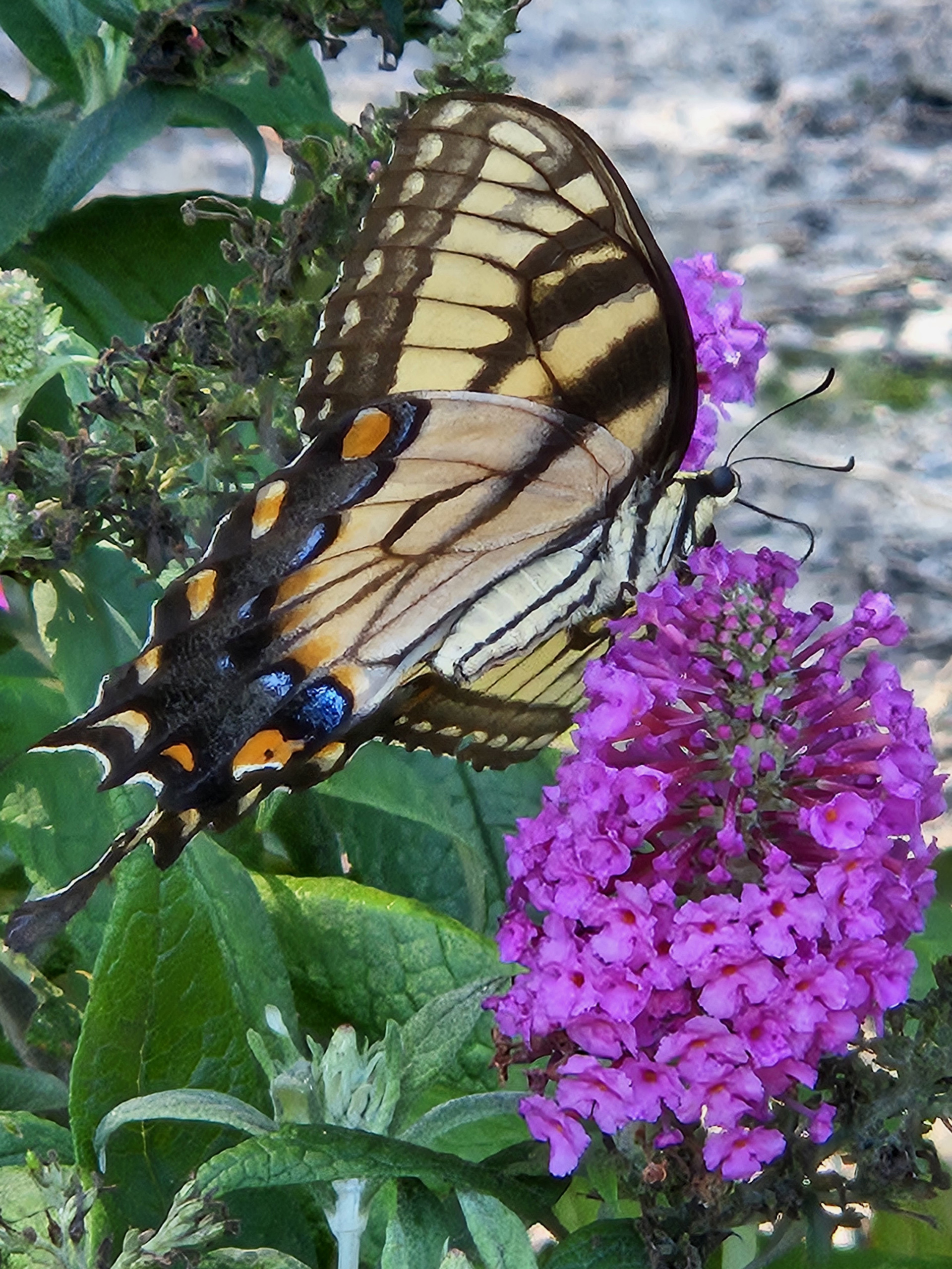 3rd PrizeOpen Color In Class 1 By Joann Giannola For Stopping For A Sip SEP-2024.jpg